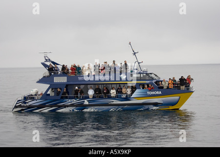 Whale watching il Whale Watch catamarano Tohora off Kaikoura Isola del Sud della Nuova Zelanda Foto Stock