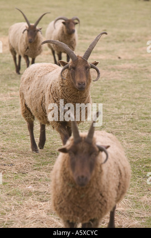 Manx Loaghtan pecore, un'antica razza di pecore, sul faro a Loughborough, Leicestershire, Regno Unito Foto Stock