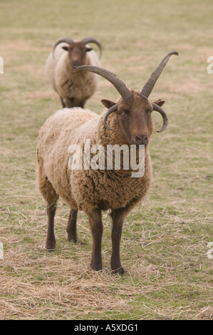 Manx Loaghtan pecore, un'antica razza di pecore, sul faro a Loughborough, Leicestershire, Regno Unito Foto Stock