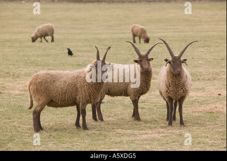 Manx Loaghtan pecore, un'antica razza di pecore, sul faro a Loughborough, Leicestershire, Regno Unito Foto Stock