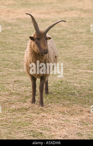 Manx Loaghtan pecore, un'antica razza di pecore, sul faro a Loughborough, Leicestershire, Regno Unito Foto Stock