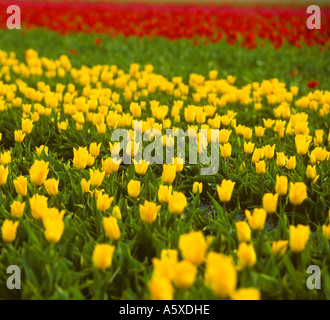 Holland campo di rosso e tulipani gialli Foto Stock