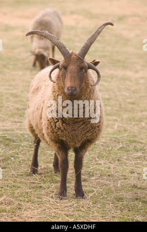 Manx Loaghtan pecore, un'antica razza di pecore, sul faro a Loughborough, Leicestershire, Regno Unito Foto Stock