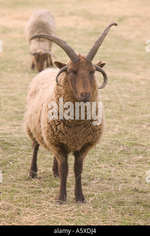 Manx Loaghtan pecore, un'antica razza di pecore, sul faro a Loughborough, Leicestershire, Regno Unito Foto Stock