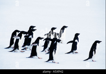 Adelie Pinguini camminare sulla neve moto sfocata Antartide Foto Stock