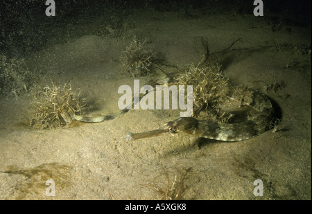 Maggiore Pipefish Syngnaahus acus off costa sud dell'inghilterra Foto Stock