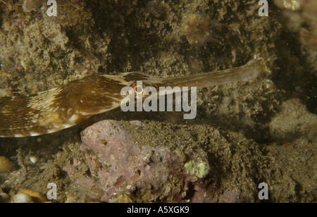 Maggiore Pipefish Syngnaahus acus off costa sud dell'inghilterra Foto Stock