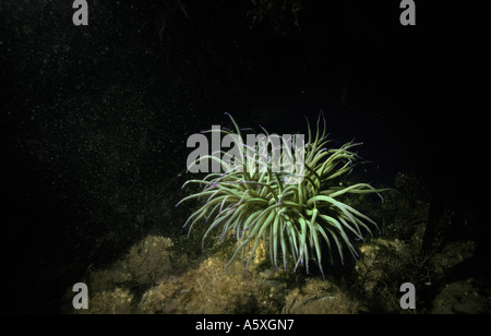 Anemone Snacklocks Anemonia viridis fuori del South Devon Coast of England Foto Stock
