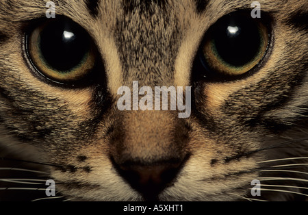 Fotografia di un alley cat. Ritratto d'onu chat commun. Foto Stock