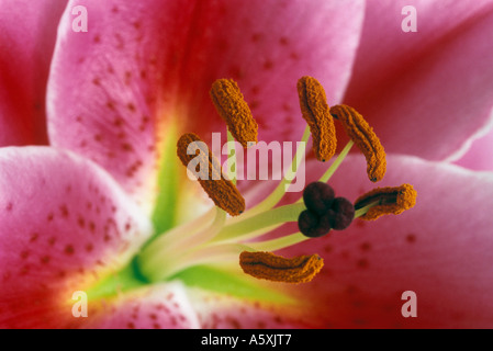 Tiger Lily Close up Foto Stock