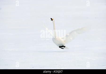 Whooper Swan lo sbarco e la chiamata a Hokkaido in Giappone Foto Stock