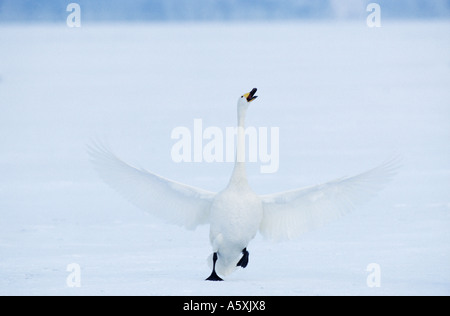 Whooper Swan lo sbarco e la chiamata a Hokkaido in Giappone Foto Stock