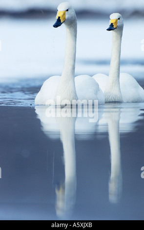 Due cigni Whooper nuoto verso la telecamera Hokkaido in Giappone Foto Stock