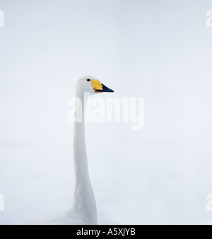 Whooper Swan Hokkaido in Giappone Foto Stock