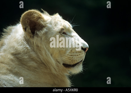 Ritratto di un leone bianco (Panthera leo). Ritratto d'onu lion blanc (Panthera leo). Foto Stock