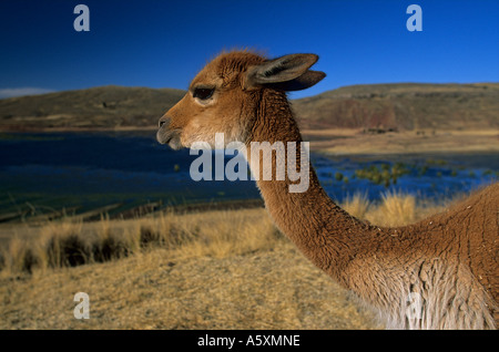 Un vicuna (Vicugna vicugna) nella Cordigliera delle Ande (Perù). Vigogne (Vicugna vicugna) dans la Cordillère des Andes (Pérou). Foto Stock