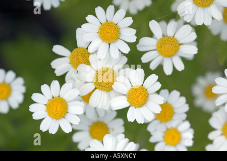 Close up di Matricale Tanacetum parthenium Foto Stock