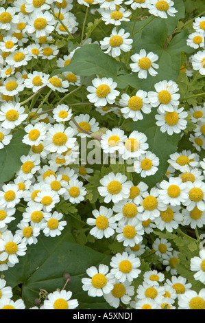 Close up di Matricale Tanacetum parthenium Foto Stock