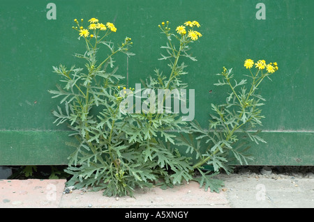 Oxford Ragwort Senecio squalidus crescente da sotto accatastamento Londra UK Foto Stock