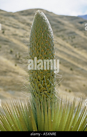 Puya Raimondi (Puya sp) sul sito di Winchus (Perù). Puya Raimondi (Puya sp) sur le site de Winchus (Pérou). Foto Stock