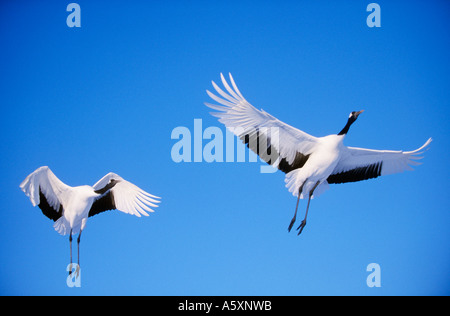 Red coronata gru in volo Hokkaido in Giappone Foto Stock