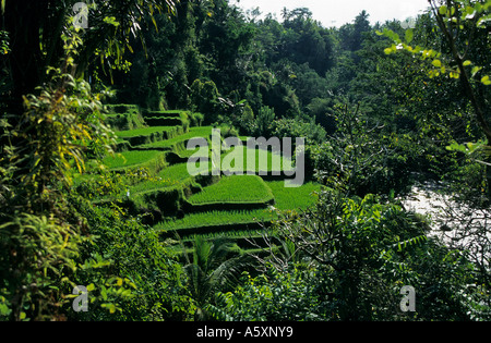 Terrazzamenti Risaie nei dintorni di Ubud (Bali). Rizières en terrasses aux dintorni d'Ubud (Bali - Indonésie) Foto Stock