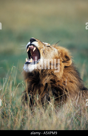 Maschio di leone ruggente Masai Mara National Park in Kenya Foto Stock