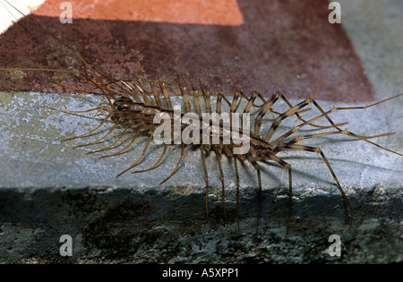 Una casa centipede (La scutigera) sul pavimento di una casa in paese. Scutigère sur le sol d'une maison de campagne. Foto Stock