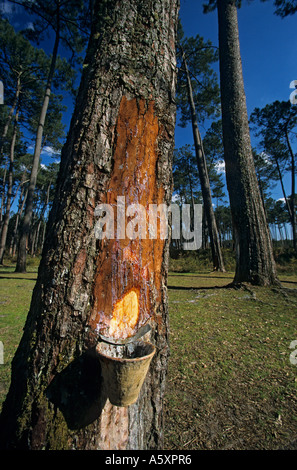 La maschiatura del dipartimento delle Landes pini (Marqueze - Francia). Le gemmage du pin des Landes (Marquèze - Francia). Foto Stock