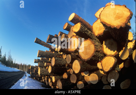 Pila di log tagliati pronto per il trasporto della Finlandia Foto Stock