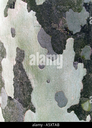 Piano di Londra di corteccia di albero platanus hispanica Foto Stock