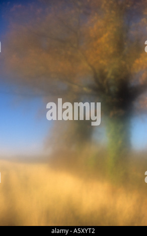 Impressionistica autunnale di scena di due alberi di quercia marrone con foglie e erbe secche e le siepi e boschi lontani con il blu del cielo Foto Stock