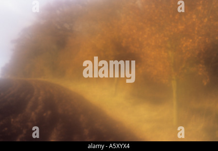 A pressione atmosferica nel tardo autunno scena con campo arato delimitata da un legno con giovani di faggio e stabilito alberi di quercia Foto Stock