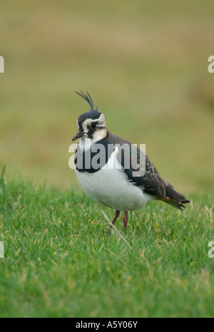 Pavoncella in piedi in campo Salthouse Norfolk Febbraio 2007 Foto Stock