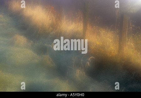 Calda atmosfera di prima mattina di sole invernale sul golden erbe secche su un terrapieno con pali di recinzioni e frosty erba verde Foto Stock
