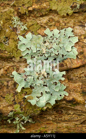 Lobaria Lichen crescente sul ramo di albero Lee Valley Park Marzo 2007 Foto Stock