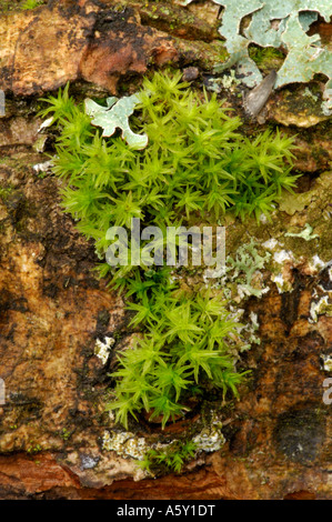 Capelli moss crescente sul log Lee Valley Park Marzo 2007 Foto Stock