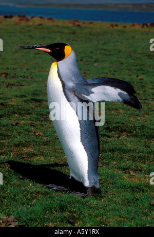 BP4-5 vista laterale del camminare PINGUINO REALE Foto Stock
