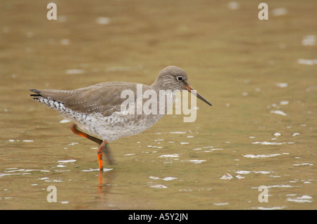 Redshank guadare in tidal marsh Thornham paludi Norfolk Febbraio 2007 Foto Stock