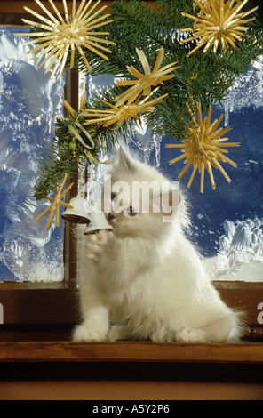 Gatti Sacri di Birmania - gattino alla decorazione di Natale Foto Stock