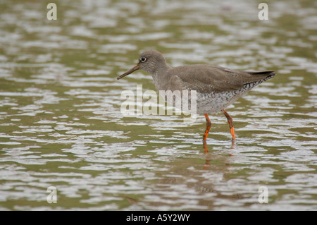 Redshank guadare in tidal marsh Thornham paludi Norfolk Febbraio 2007 Foto Stock