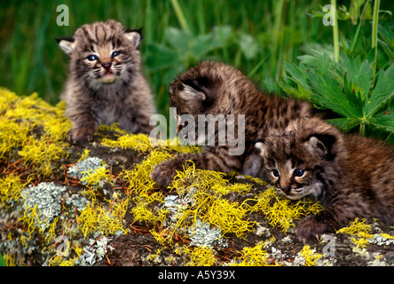 MB4-0126 tre gattini Bobcat sul LOG Foto Stock