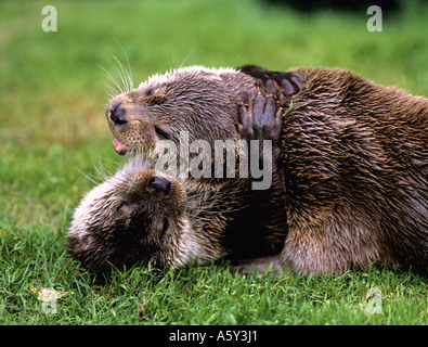 Unione Lontra di fiume (Lutra lutra). Due giovani playfighting Foto Stock