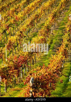 Autunno vigneti vicino a Radda in Chianti, Toscana, Italia Foto Stock