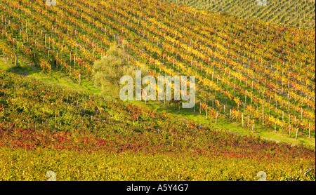 Autunno vigneti vicino a Radda in Chianti, Toscana, Italia Foto Stock