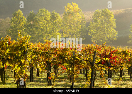 Vigneti vicino a Radda in Chianti, Toscana, Italia Foto Stock