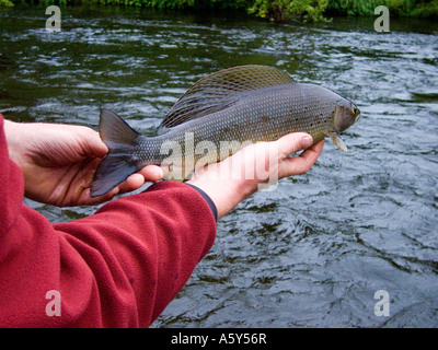 PF-382D ARCTIC GRAYLING Foto Stock