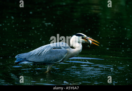 Airone cenerino Ardea cinerea con pesce Verulamium park st albans hertfordshire Foto Stock