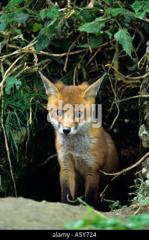 Red Fox cub (Vulpes vulpes vaulpes) guardando fuori della terra surrey Foto Stock