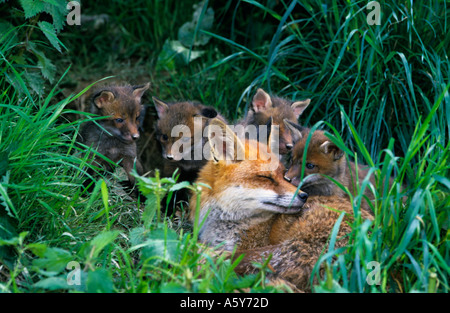 Red Fox (Vulpes vulpes vaulpes) posa in opera al di fuori della terra con i cuccioli intorno a lei surrey Foto Stock